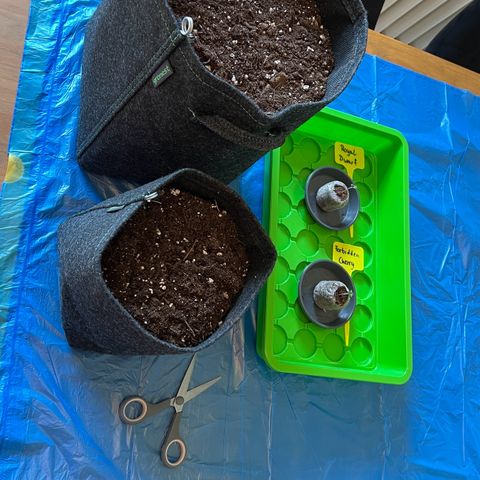 Forbidden Cherry Auto growlog timeline photo
