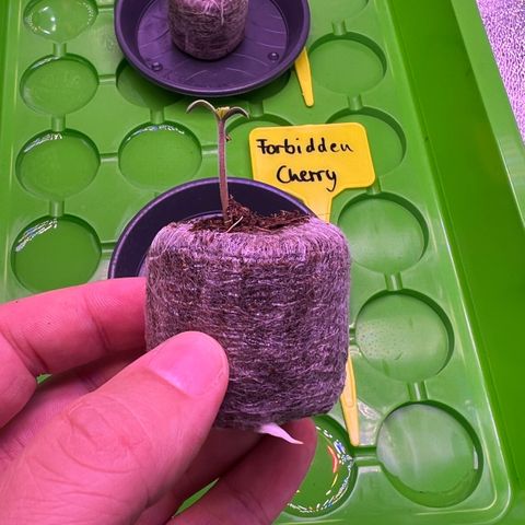 Forbidden Cherry Auto growlog timeline photo
