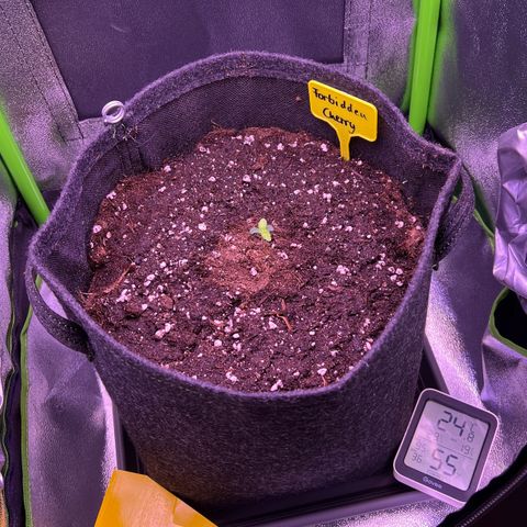 Forbidden Cherry Auto growlog timeline photo
