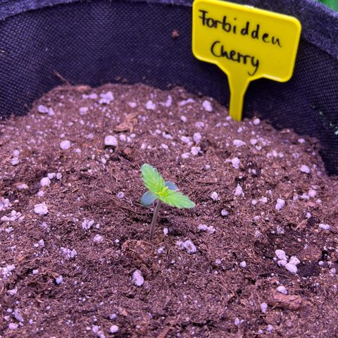 Forbidden Cherry Auto growlog timeline photo