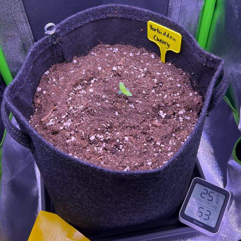 Forbidden Cherry Auto growlog timeline photo