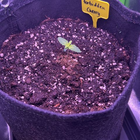 Forbidden Cherry Auto growlog timeline photo