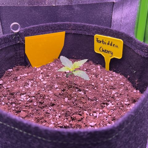 Forbidden Cherry Auto growlog timeline photo