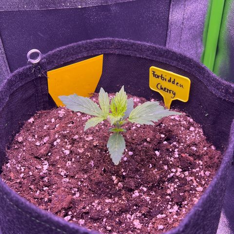 Forbidden Cherry Auto growlog timeline photo