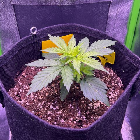 Forbidden Cherry Auto growlog timeline photo