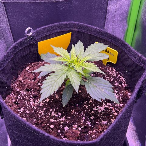 Forbidden Cherry Auto growlog timeline photo