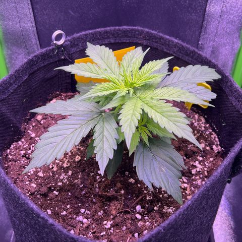 Forbidden Cherry Auto growlog timeline photo