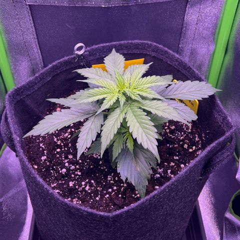 Forbidden Cherry Auto growlog timeline photo