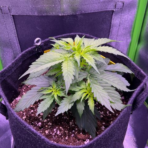 Forbidden Cherry Auto growlog timeline photo