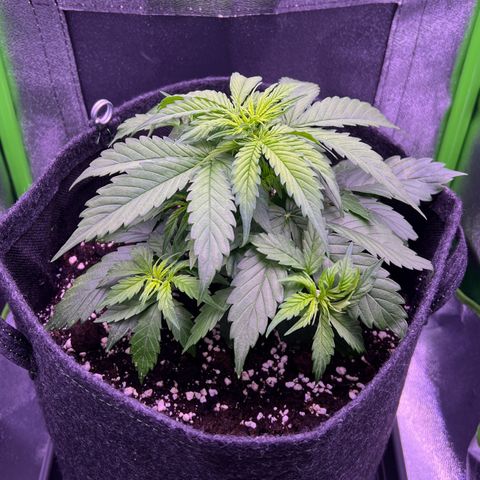 Forbidden Cherry Auto growlog timeline photo