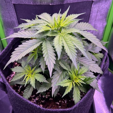 Forbidden Cherry Auto growlog timeline photo