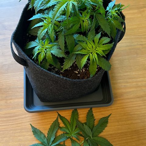 Forbidden Cherry Auto growlog timeline photo