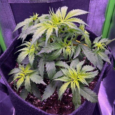 Forbidden Cherry Auto growlog timeline photo