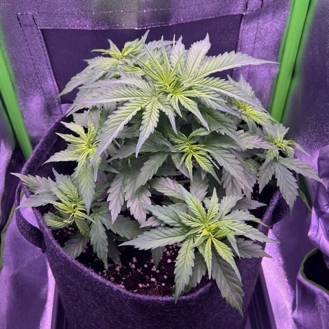 Forbidden Cherry Auto growlog timeline photo