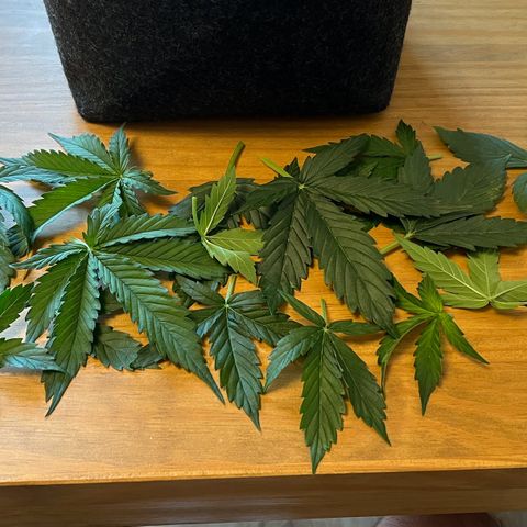 Forbidden Cherry Auto growlog timeline photo