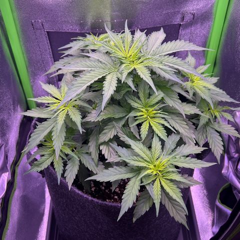Forbidden Cherry Auto growlog timeline photo
