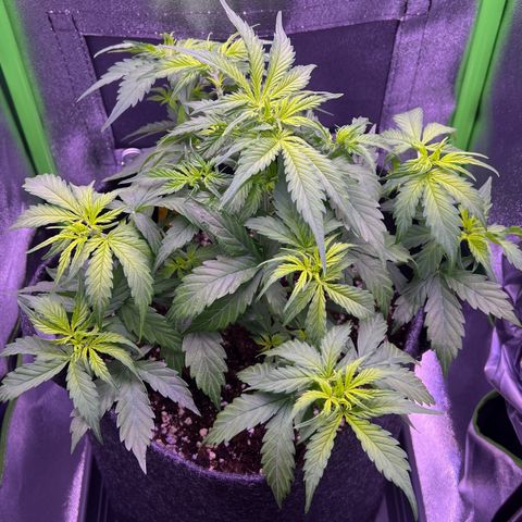 Forbidden Cherry Auto growlog timeline photo