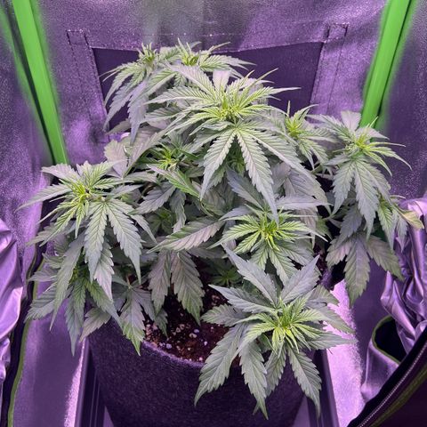 Forbidden Cherry Auto growlog timeline photo