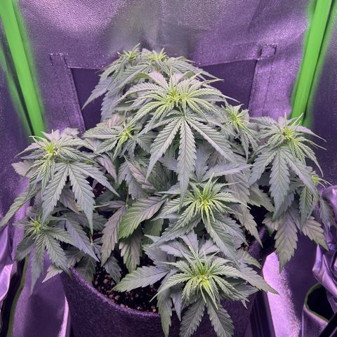 Forbidden Cherry Auto growlog timeline photo