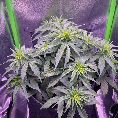 Forbidden Cherry Auto growlog timeline photo