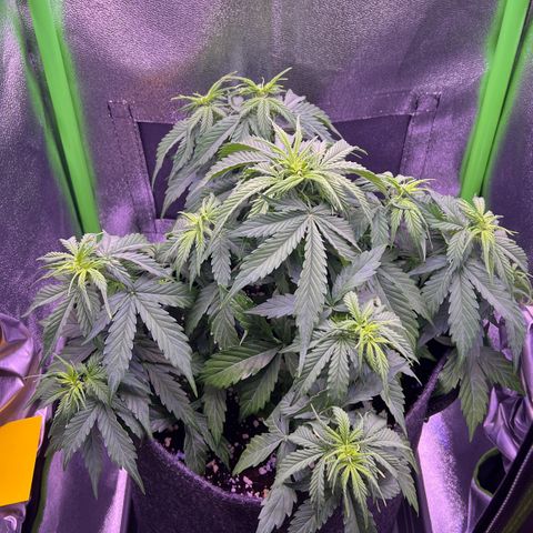 Forbidden Cherry Auto growlog timeline photo