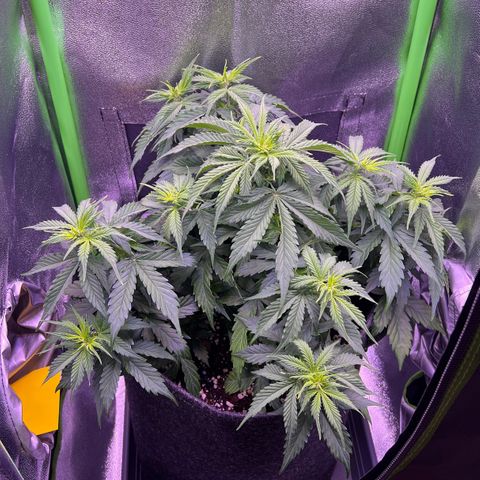 Forbidden Cherry Auto growlog timeline photo