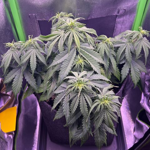 Forbidden Cherry Auto growlog timeline photo