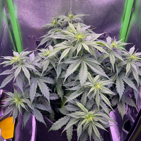 Forbidden Cherry Auto growlog timeline photo