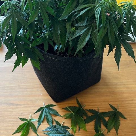 Forbidden Cherry Auto growlog timeline photo