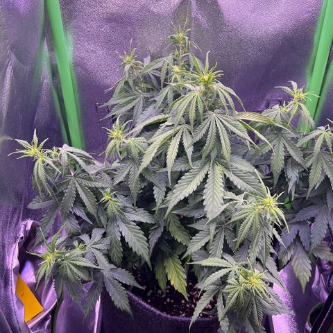 Forbidden Cherry Auto growlog timeline photo