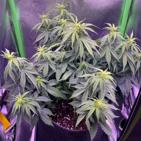 Forbidden Cherry Auto growlog timeline photo
