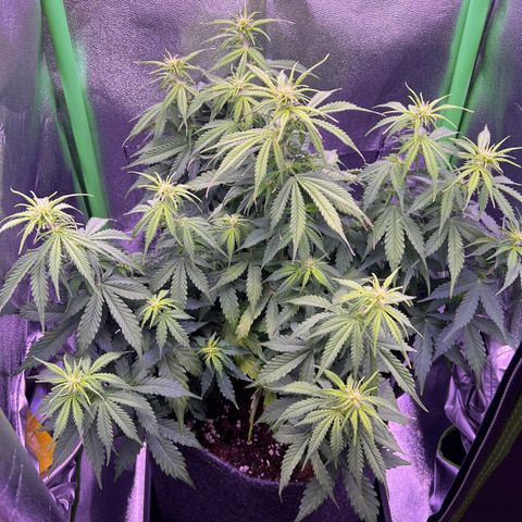 Forbidden Cherry Auto growlog timeline photo