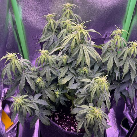 Forbidden Cherry Auto growlog timeline photo