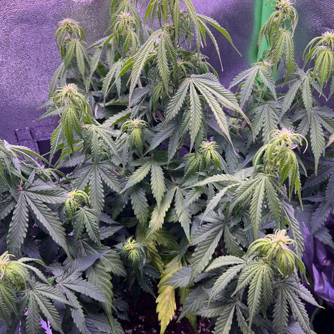 Forbidden Cherry Auto growlog photo: Die Lady zeigt größere Mangelerscheinungen. Vermutlich ein Magnesium-Mangel. Gegensteuern mit Calmag ist einen Versuch wert.