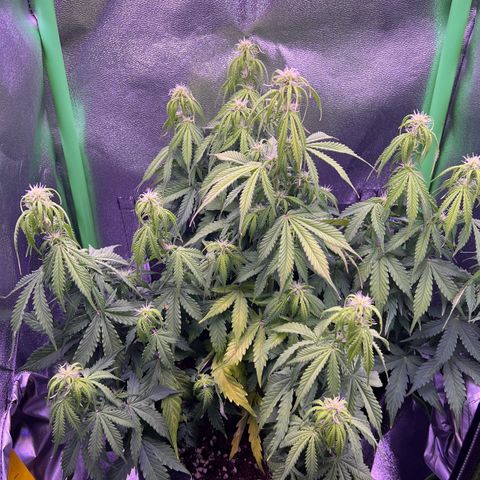 Forbidden Cherry Auto growlog photo: Keine Besserung bisher. Gelbe Stellen an den Blättern werden mehr. Wahrscheinlich habe ich die Pflanze überdüngt.