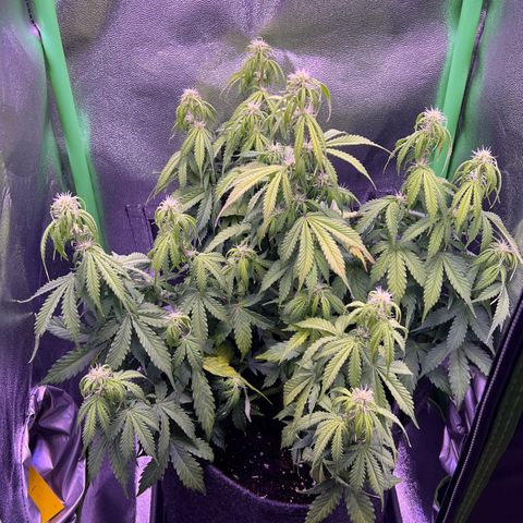 Forbidden Cherry Auto growlog timeline photo