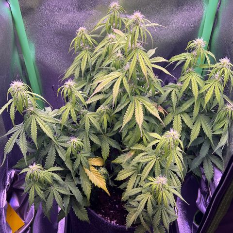 Forbidden Cherry Auto growlog timeline photo