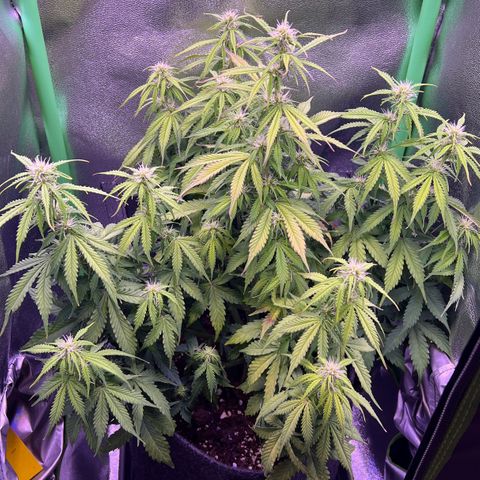 Forbidden Cherry Auto growlog timeline photo
