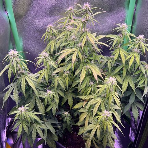 Forbidden Cherry Auto growlog timeline photo