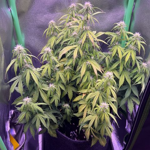 Forbidden Cherry Auto growlog timeline photo