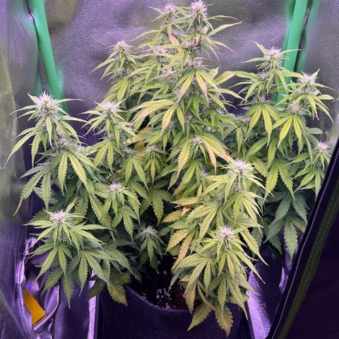 Forbidden Cherry Auto growlog timeline photo