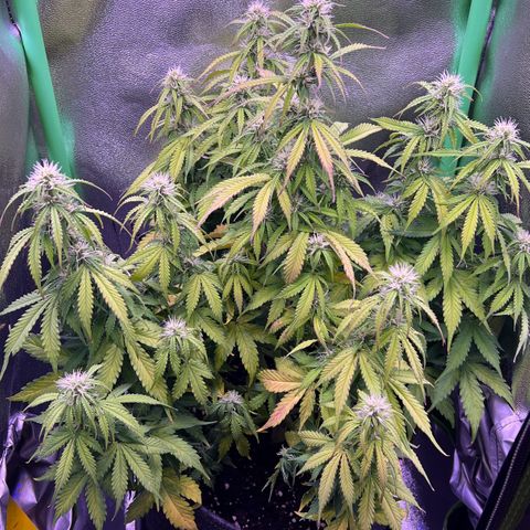 Forbidden Cherry Auto growlog timeline photo