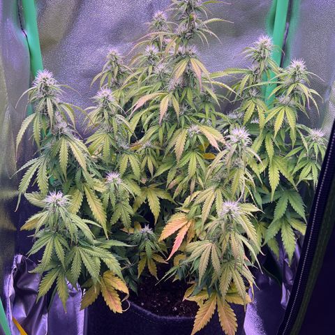 Forbidden Cherry Auto growlog timeline photo