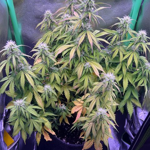 Forbidden Cherry Auto growlog timeline photo