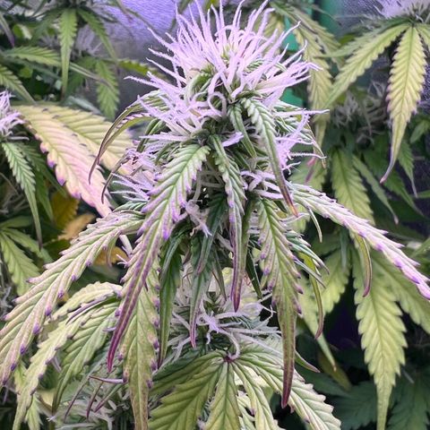Forbidden Cherry Auto growlog timeline photo