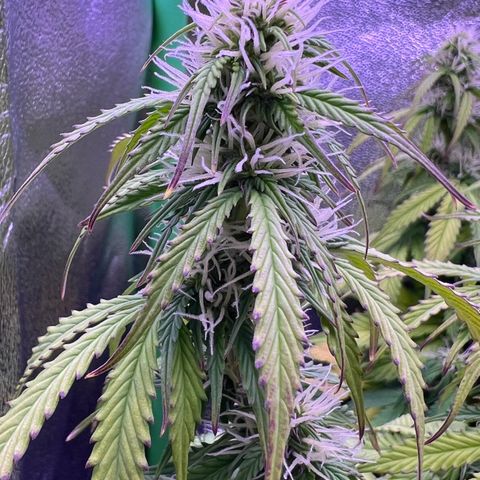Forbidden Cherry Auto growlog timeline photo