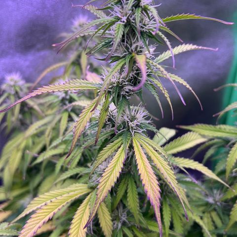 Forbidden Cherry Auto growlog timeline photo