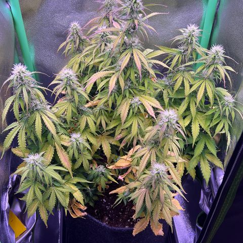 Forbidden Cherry Auto growlog timeline photo