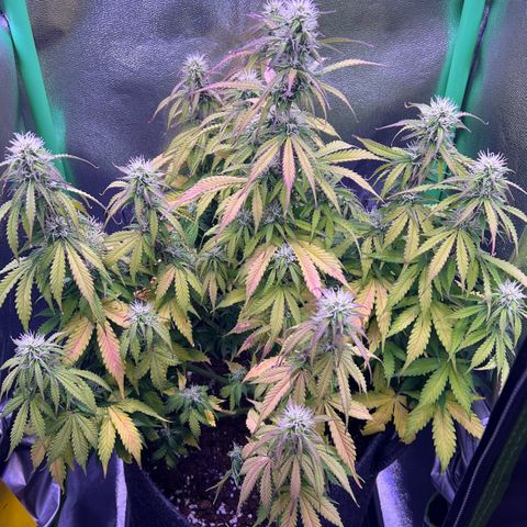 Forbidden Cherry Auto growlog timeline photo