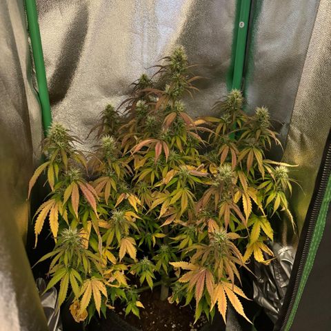 Forbidden Cherry Auto growlog timeline photo